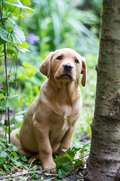 Foto un adorabile cucciolo di labrador retriever giallo seduto all'aperto in una zona boschiva