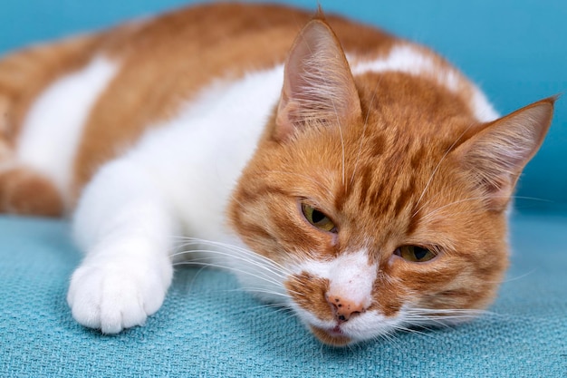 Cute yellow orange cat on the blue background