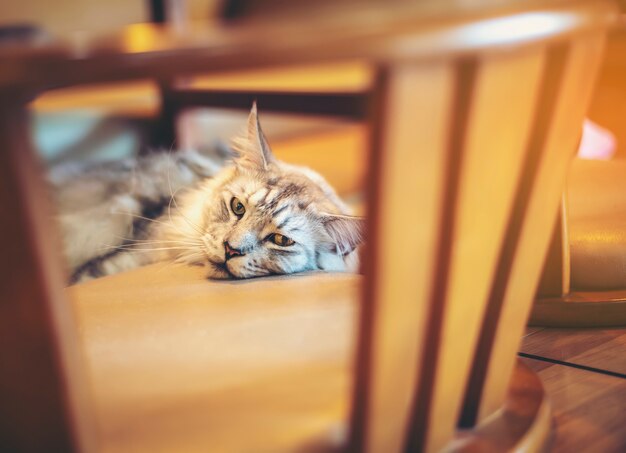 A cute yellow-orange cat is playing naughty on a wooden floor