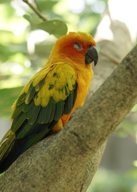 Cute Yellow sun conure bird is sleeping on the tree branch inside large aviary dome in the bird park