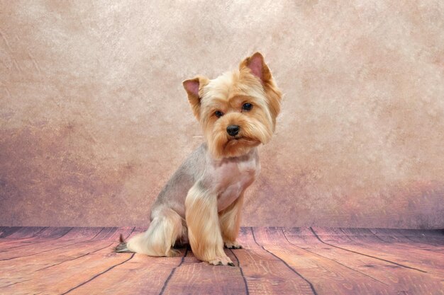 A cute York terrier sits in front of a vintage background after taking care of the animals from the master