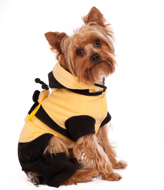 Cute Yorkshire terrier in pullover, studio shot over white 