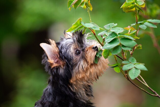 自然の背景にかわいいヨークシャーテリアの子犬