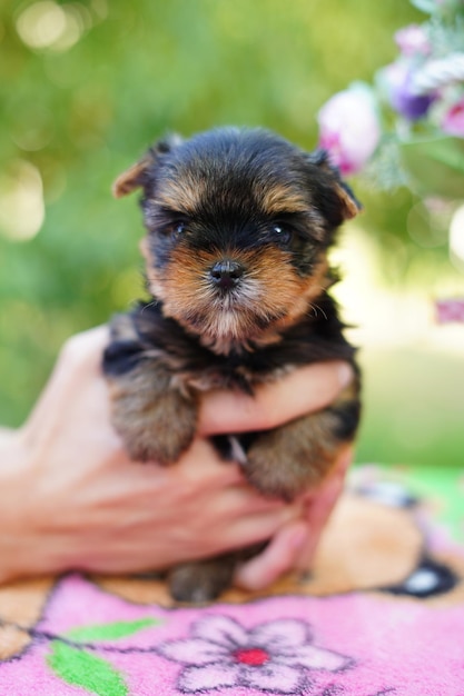 A cute Yorkshire terrier puppy sits in the guy's arms looking at the camera