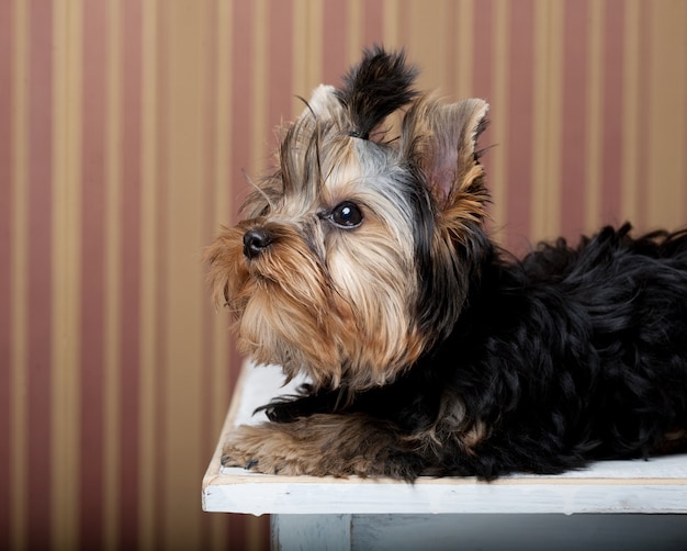 Cute Yorkshire Terrier Puppy