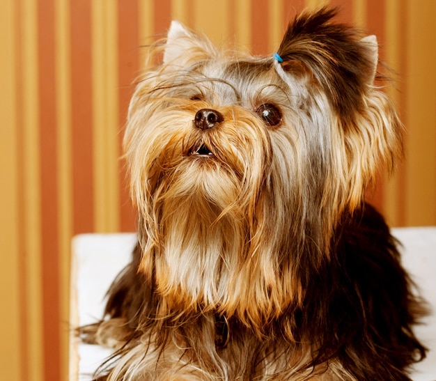 Cute Yorkshire Terrier Puppy