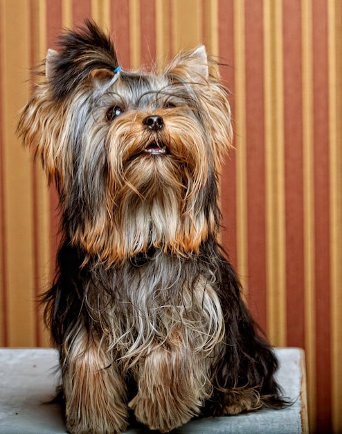 かわいいヨークシャーテリアの子犬