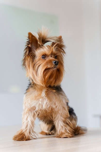 Cute yorkshire terrier sits on a white wall