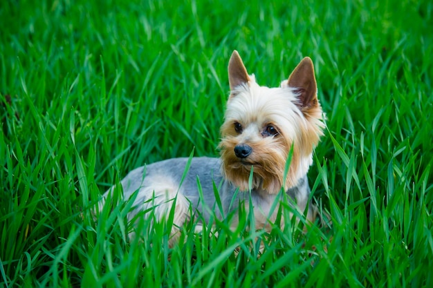 Cute Yorkshire Terrier Sitting In Green Grass