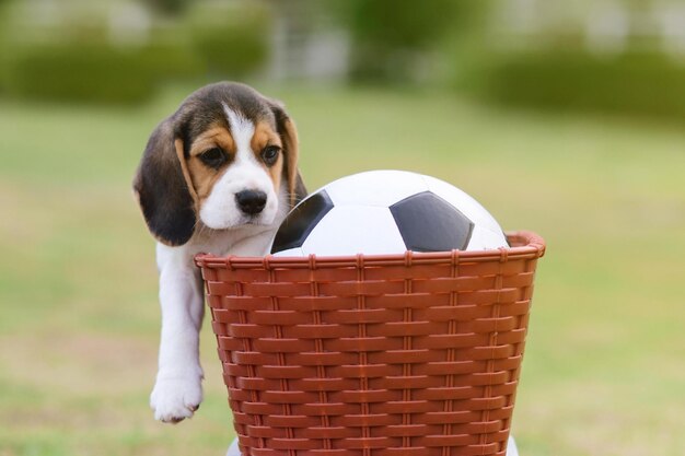 Foto piccoli beagle carini nel cesto