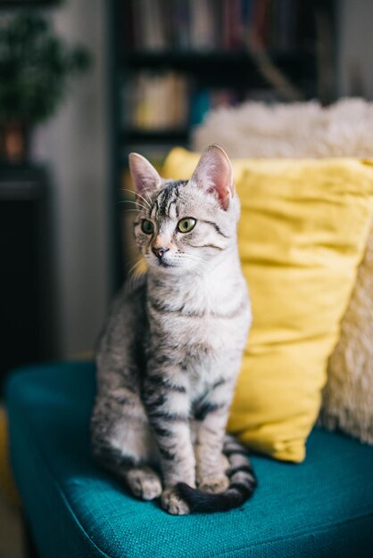 Cute young cat sitting