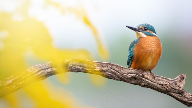 Cute young common kingfisher sitting on branch with yellow flowers in foreground