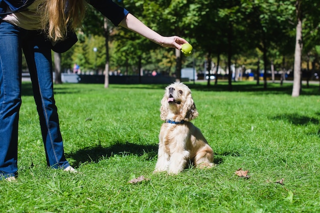 Cute young dog playing on the grass