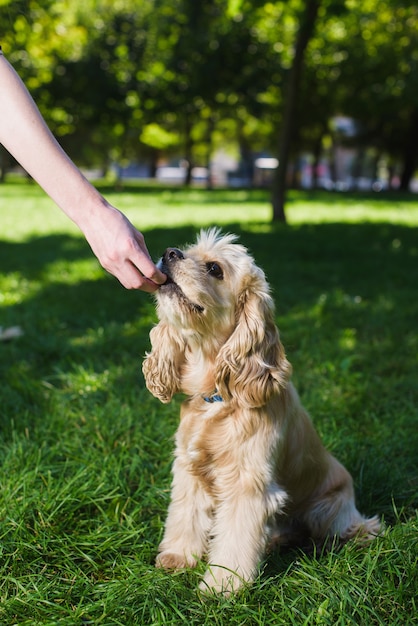 Cute young dog playing on the grass