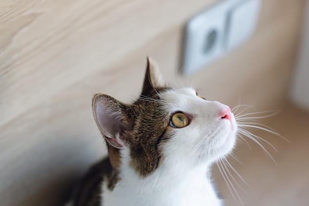 Cute young domestic bicolor tabby and white cat sitting on shelf, looking up, side view. Selective focus, copy space