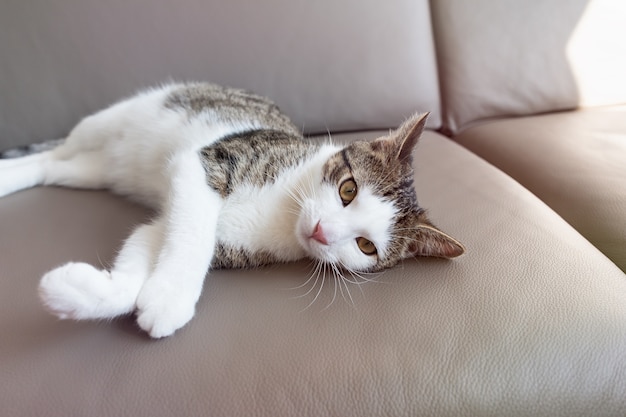 Cute young domestic cat laying on leather couch sleepy, sad, tired or depressed. Close up, selective focus, copy space. Sun light, pastel toned effect