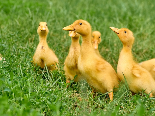 Cute young ducklings on a natural.