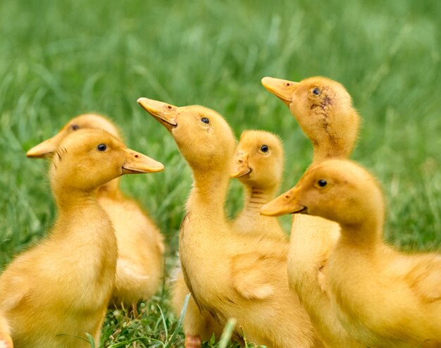 Cute young ducklings on a natural.