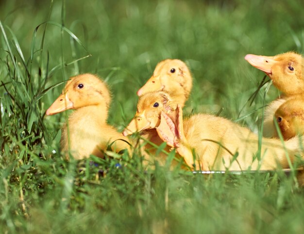 Photo cute young ducklings