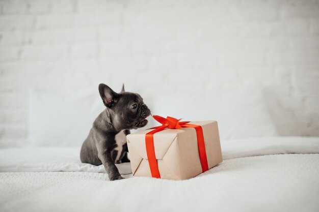 写真 青い目で可愛い若いフランスのブルドッグの子犬クリスマスの休暇の設定でxmasのプレゼントハッピースタイリッシュな可愛いペットドッグが新年を祝い家で冬の休暇を過ごしています - ガジェット通信 getnews