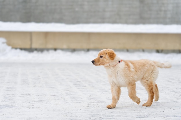 Милый молодой щенок золотистого ретривера играет в снегу