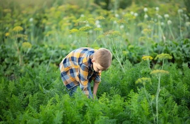 Симпатичный мальчик, собирающий свежую органическую морковь в саду или на ферме, собирающий овощи Сельское хозяйство, местный бизнес и концепция здорового питания