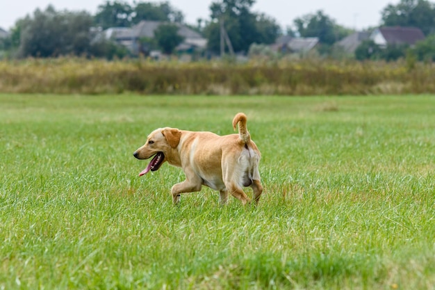 牧草地でかわいい若いラブラドールレトリバー犬