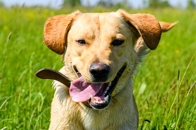 牧草地でかわいい若いラブラドールレトリバー犬