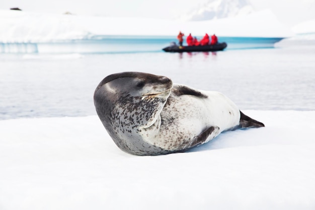 Photo cute young leopard seal lying down on snow