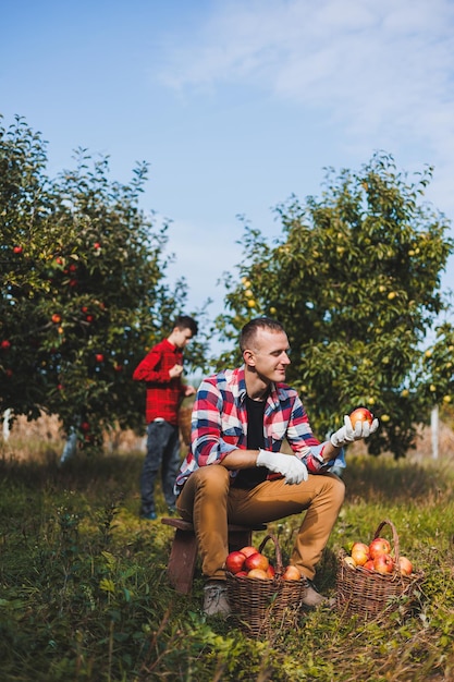 A cute young male farmer is picking apples in the garden and putting them in a basket Harvesting red apples of the autumn harvest