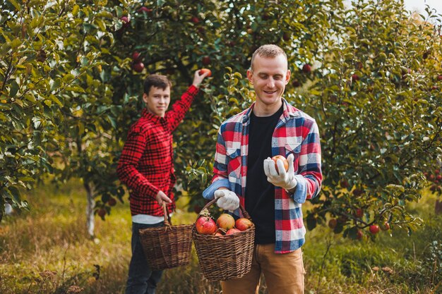 A cute young male farmer is picking apples in the garden and putting them in a basket Harvesting red apples of the autumn harvest