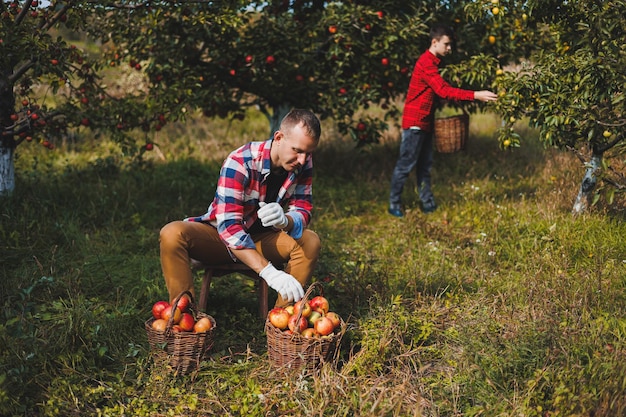 A cute young male farmer is picking apples in the garden and putting them in a basket Harvesting red apples of the autumn harvest