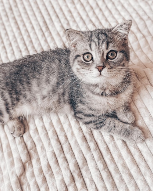 Cute young scottish cat close up scottish straight cat