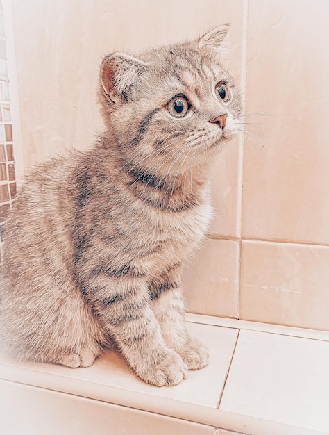 Cute young scottish cat close up scottish straight cat