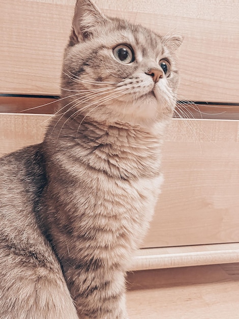 Cute young scottish cat close up