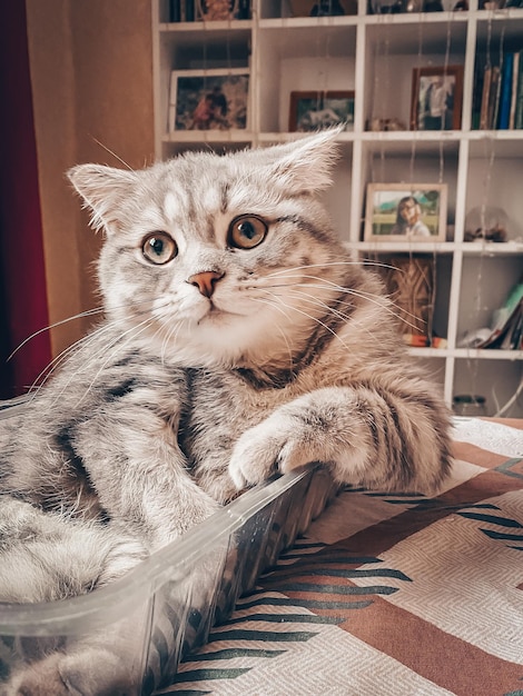 Cute young scottish cat close up