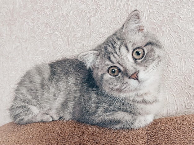 Cute young scottish cat close up