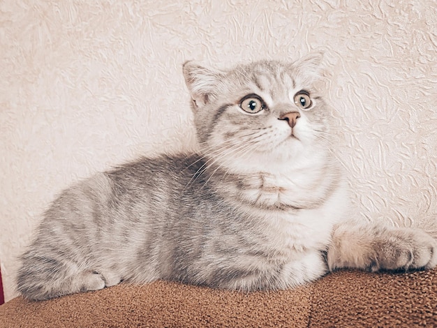 Cute young scottish cat close up