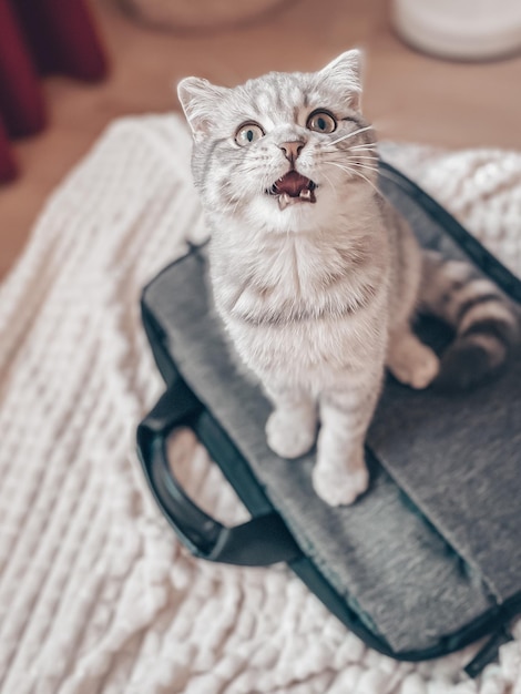 Photo cute young scottish cat close up