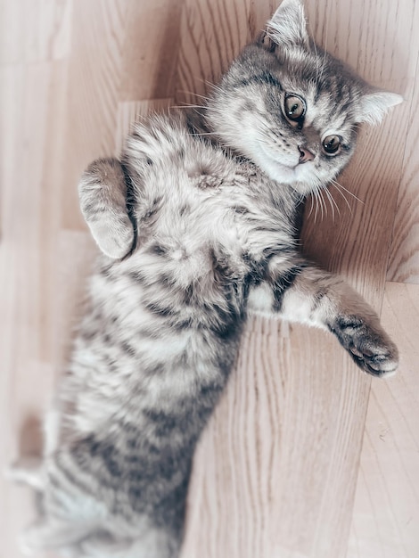 Cute young scottish cat close up