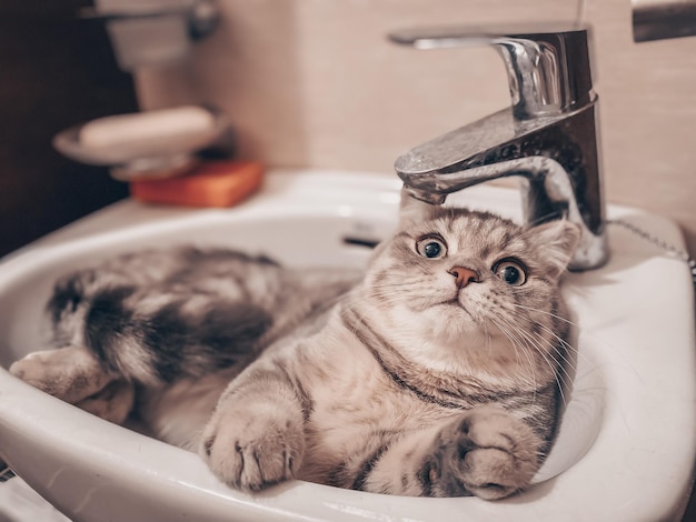 Cute young scottish cat close up