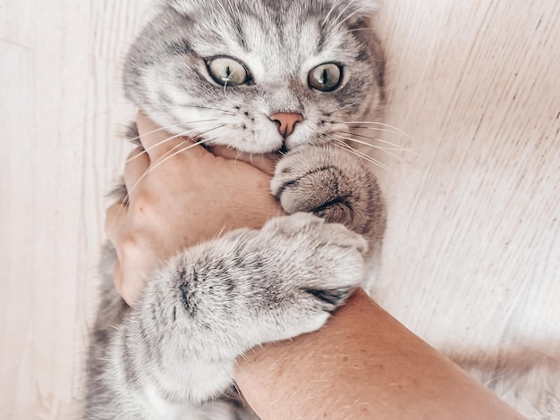 Cute young scottish cat close up