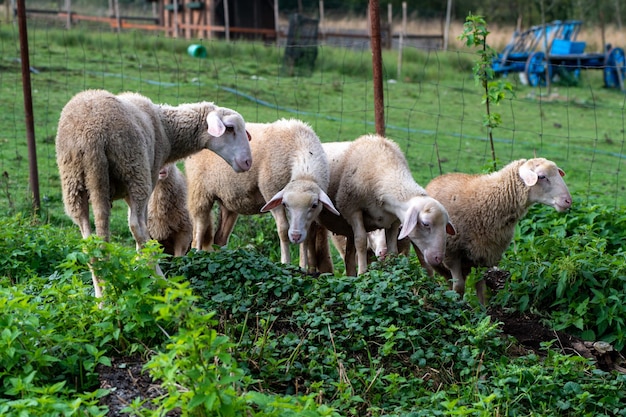 Cute young sheep, lambs in the nature at Slovakia. Farm with sheeps, with beautiful wool, cute