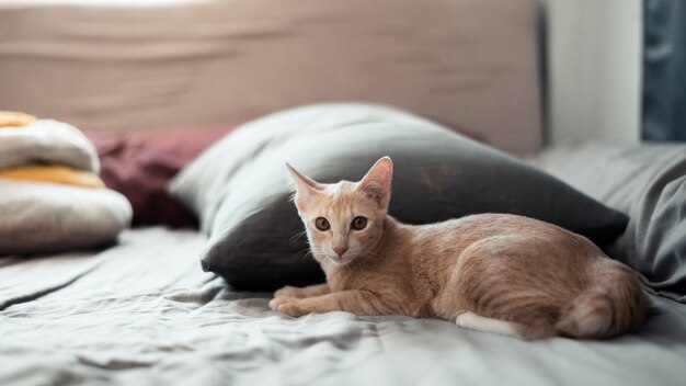 cute young short hair asian cat