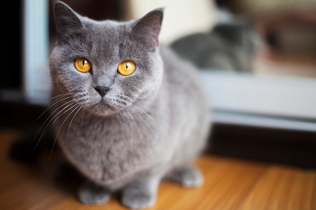 Cute young shorthair British cat with orange eyes is lying on the floor