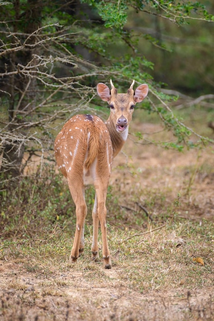 Cute young spotted deer walk off to the bushes and look back Small antlers emerging Mouth open and sticking out tongue mocking fun facial expression