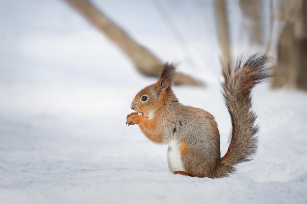 배경에 흐릿한 겨울 숲에 발을 내밀고 나무에 있는 귀여운 어린 다람쥐