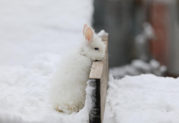 冬のかわいい若い白ウサギ