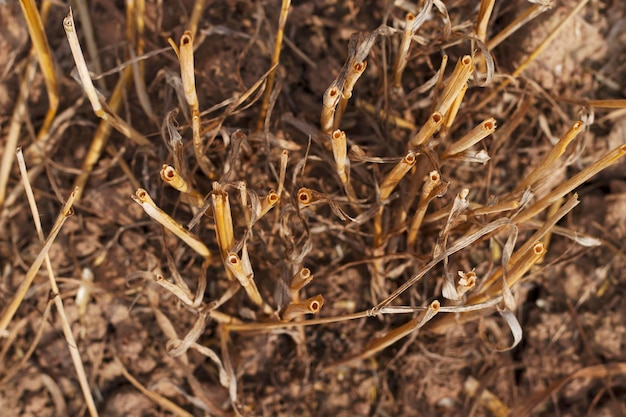 cuted wheat stems on the field after harvesting