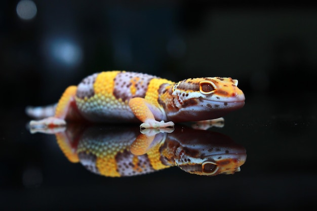 a cutefaced of leopard gecko